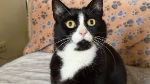 Eine von Drei Katzen.