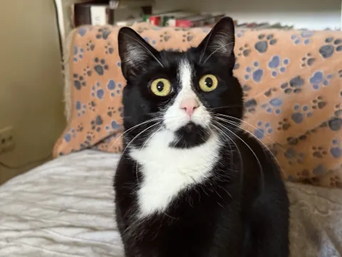 Eine von Drei Katzen.